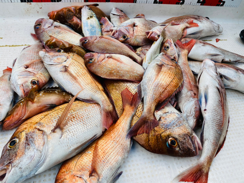 マダイの釣果