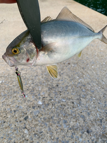 ショゴの釣果