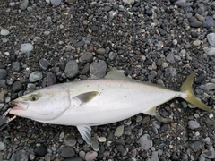 ワラサの釣果