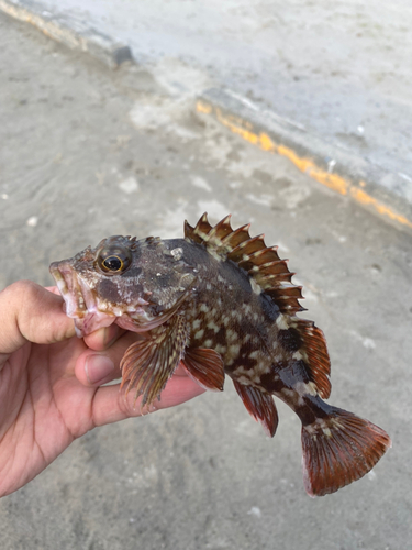 アラカブの釣果