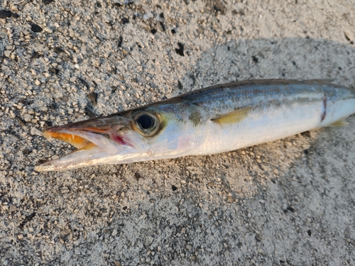 アカカマスの釣果