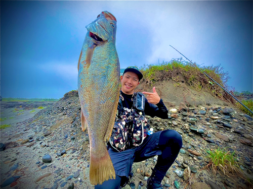 オオニベの釣果