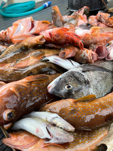 アコウの釣果