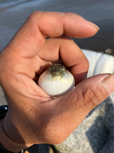 フグの釣果