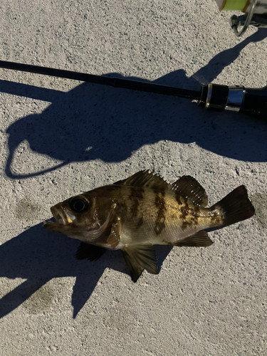 メバルの釣果