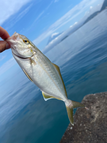 ショゴの釣果