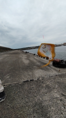 エイの釣果