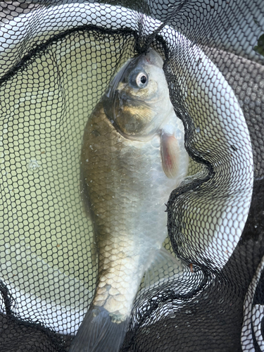 ヘラブナの釣果