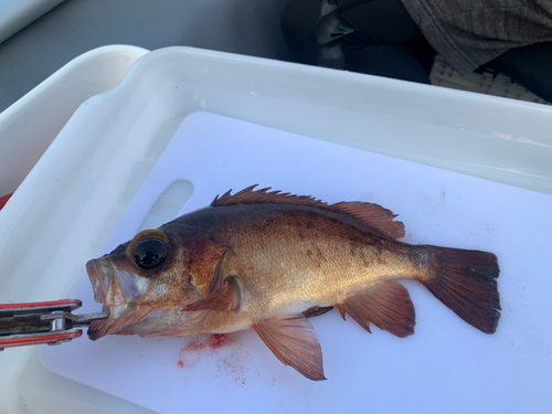 メバルの釣果