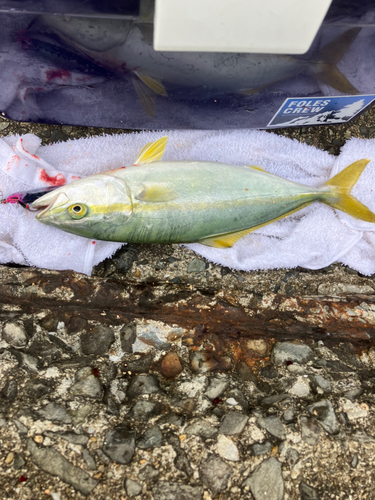 ツバスの釣果