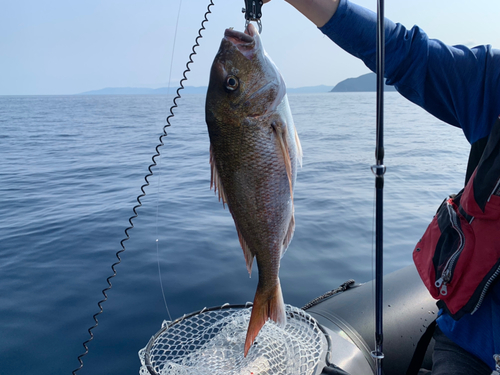 マダイの釣果