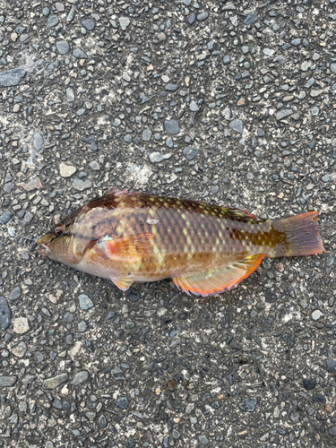 アカササノハベラの釣果