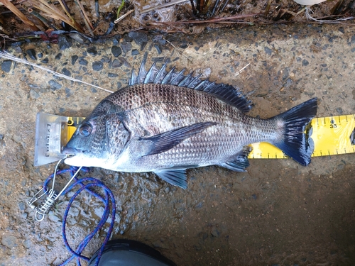 クロダイの釣果