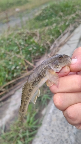 マハゼの釣果