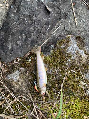 イワナの釣果