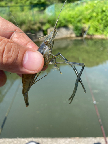 テナガエビの釣果