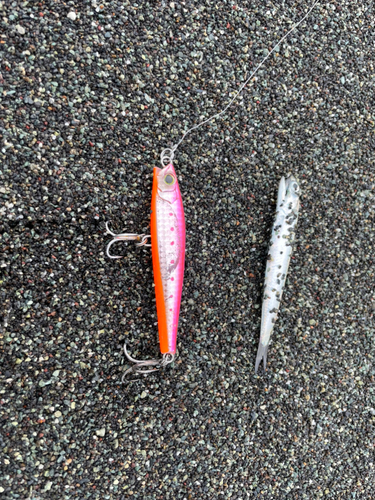 カタクチイワシの釣果