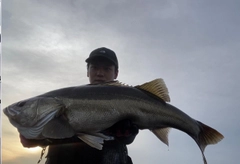 ヒラスズキの釣果