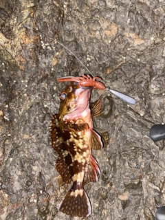 カサゴの釣果