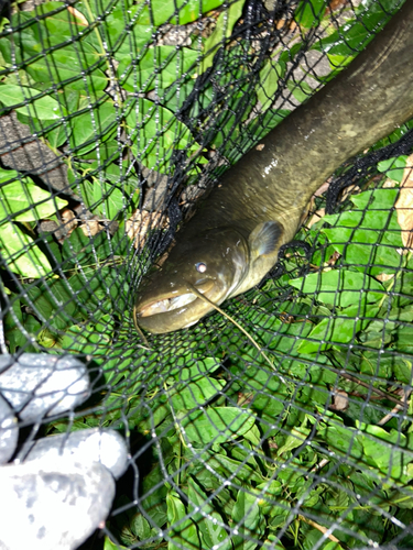 ナマズの釣果