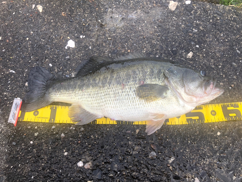 ブラックバスの釣果