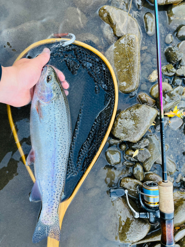 ニジマスの釣果