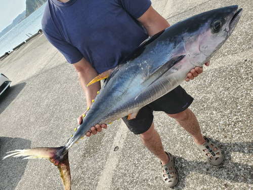 キハダマグロの釣果