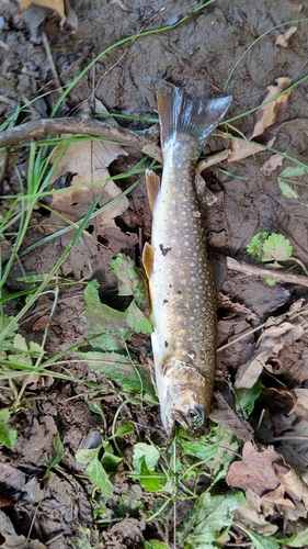 イワナの釣果