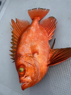 チカメキントキの釣果