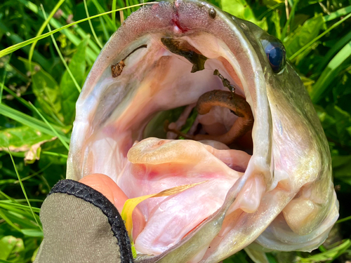 ブラックバスの釣果