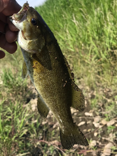 スモールマウスバスの釣果