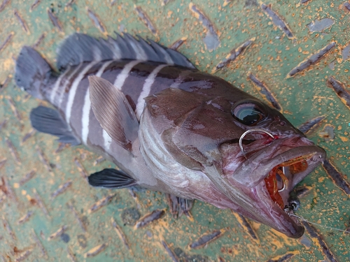 マハタモドキの釣果