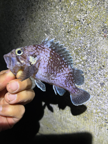 ソイの釣果