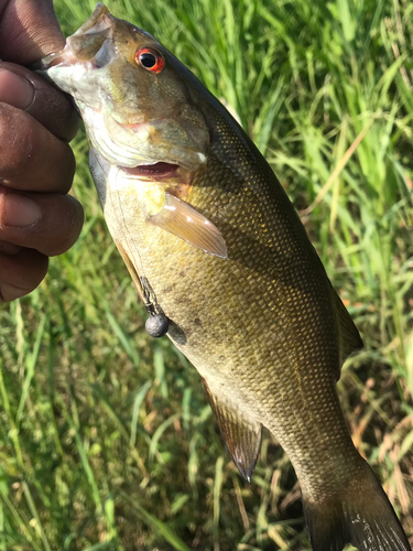 スモールマウスバスの釣果