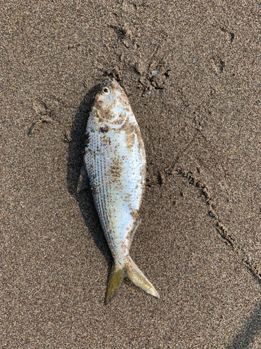 コノシロの釣果