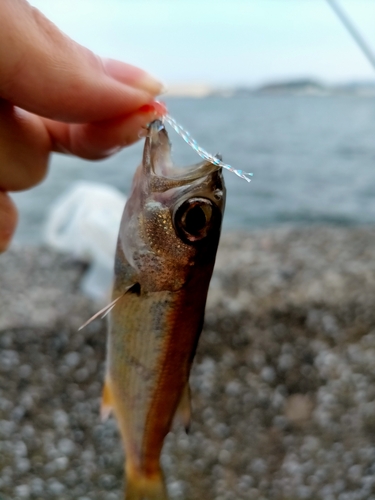 ムツの釣果