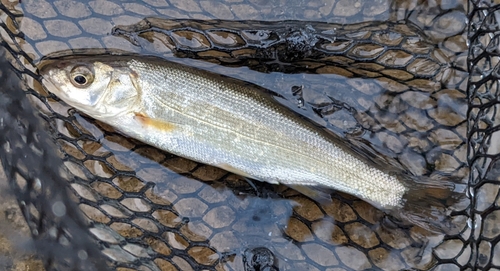 ウグイの釣果