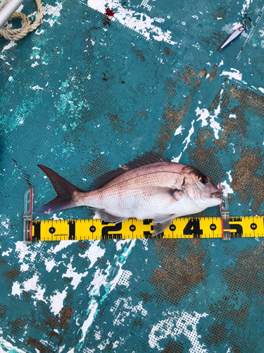 マダイの釣果