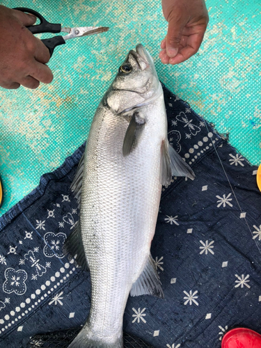 スズキの釣果