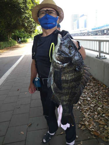 クロダイの釣果