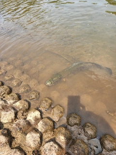 ライギョの釣果