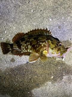 ガシラの釣果