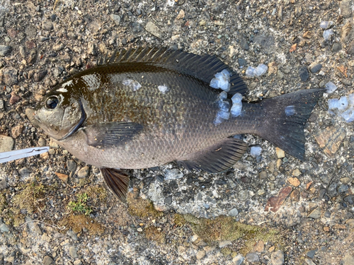 グレの釣果