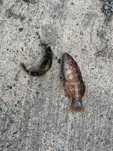 アカササノハベラの釣果