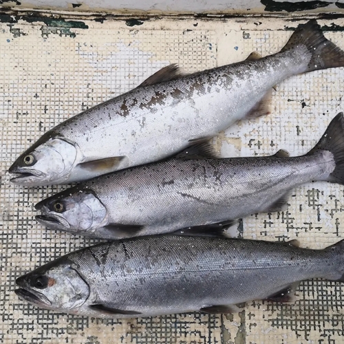 サクラマスの釣果