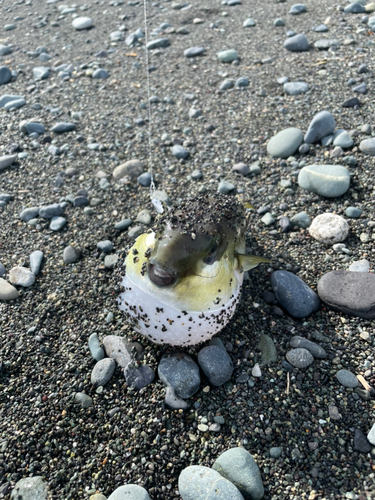 フグの釣果