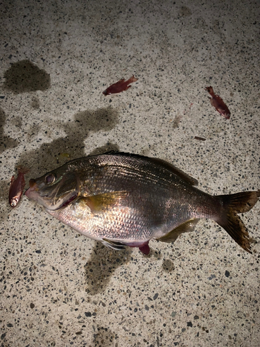 ウミタナゴの釣果