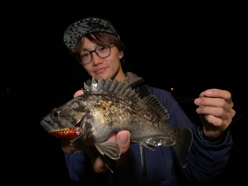 クロソイの釣果