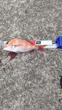 マダイの釣果