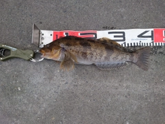 アイナメの釣果